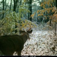Buildable Hunting and Crop Land Isabella County MI images 3