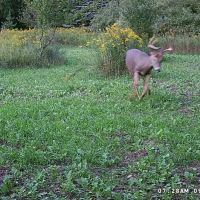 Buildable Hunting and Crop Land Isabella County MI images 4