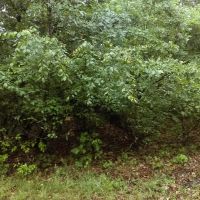 Timber Tract Hunting Land For Sale in Clay County AR images 2