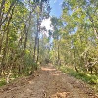 110 Acres Magee s Creek