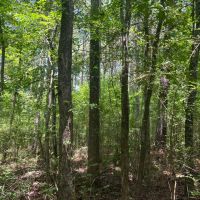LA - Lincoln 36 acres - images 4