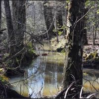 Carroll County TN 175 Acres images 5