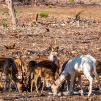 El Corral Ranch images 4