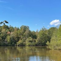 - 30.937 Acres - Wooded Acreage with Pond - 519 Deadfall Road W. Greenwood SC 29649 images 2