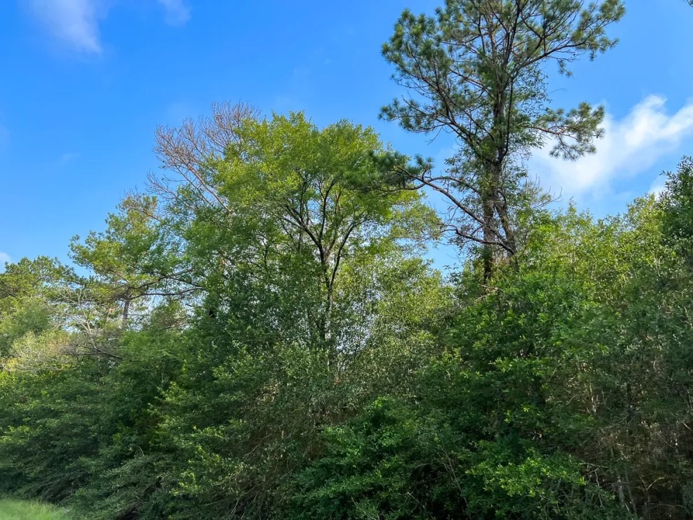 257 Acres FM 2989 T-271004-2 featured image