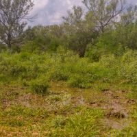 Guajillo Ranch images 2