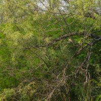Guajillo Ranch images 3