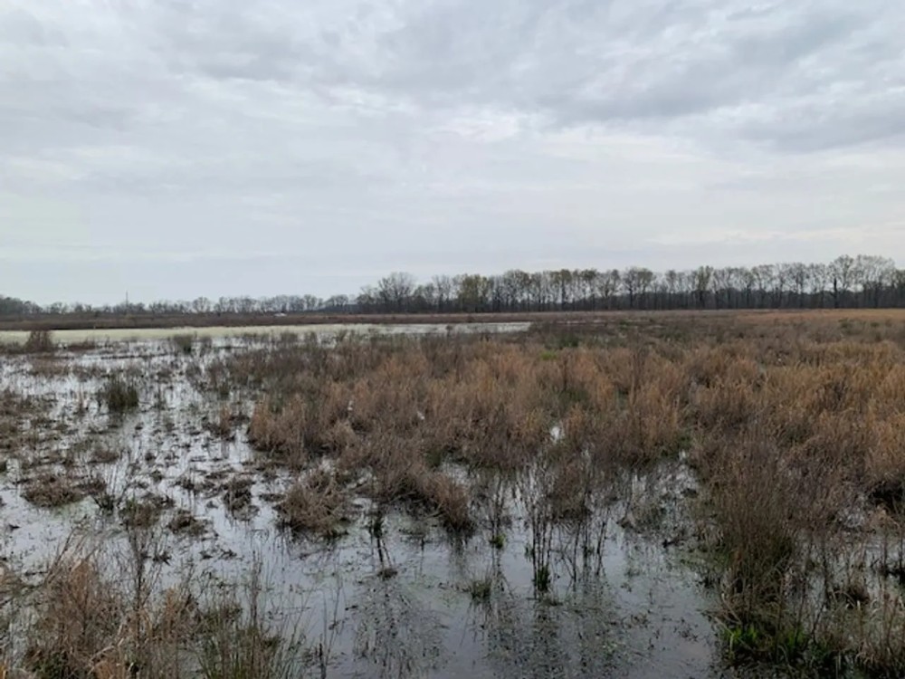 X Flyway 40 - adjoining Cache River NWR featured image