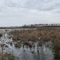 X Flyway 40 - adjoining Cache River NWR