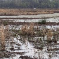 X Flyway 40 - adjoining Cache River NWR images 5