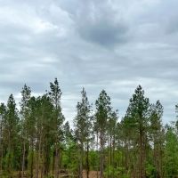 38 Acres T-4 CR 2145 images 2