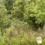 AR - Desha 327 acres - images 1
