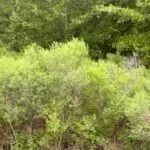 AR - Desha 327 acres - images 3