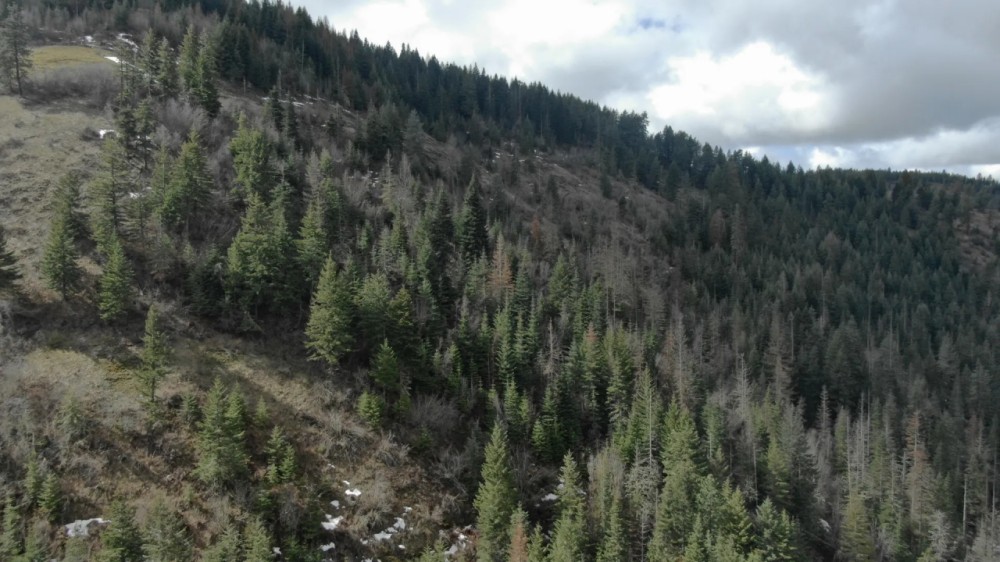 S. Fork Coppei Mountain Land featured image