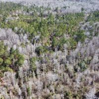 14 Acres Lee County AL images 2