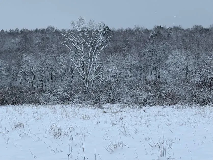 7 acres NY Southern Tier Hunting Land Plymouth NY featured image