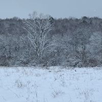7 acres NY Southern Tier Hunting Land Plymouth NY images 1