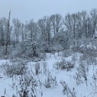 7 acres NY Southern Tier Hunting Land Plymouth NY images 2