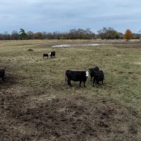 89 Acre Ranch Red River CO TX images 5