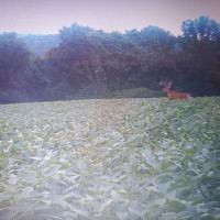 Hunting Land for Sale in Vernon County Wisconsin images 2