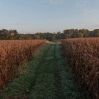 Mercer County Illinois 210 Acres For Sale PRICE REDUCED images 4