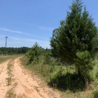 336.68 ACRES CADDO PARISH LOUISIANA images 3