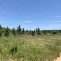 336.68 ACRES CADDO PARISH LOUISIANA images 5