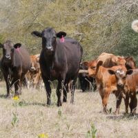 133.59 Acres in Robertson County images 5
