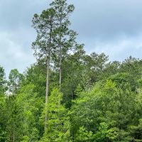 25 Acres FM 2937 C-1 Silsbee Stake images 2