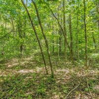 80 Acre Hunting Tract - Oil Wells - Bowling Green Kentucky images 5