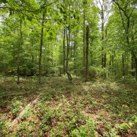 528 ac. Van Buren County TN images 4