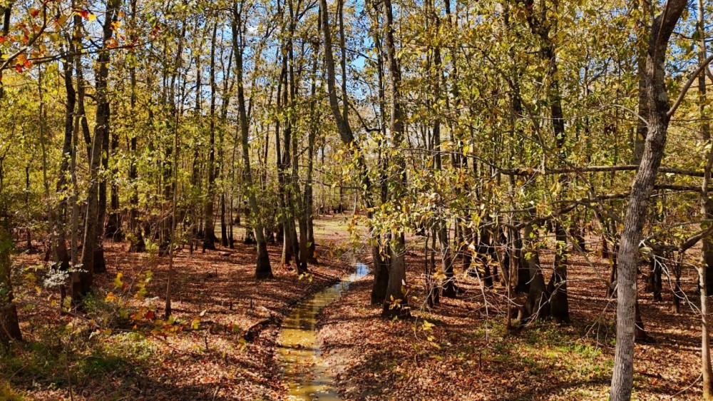 280 Acres in Tallahatchie County MS featured image