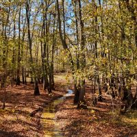 280 Acres in Tallahatchie County MS