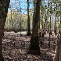 280 Acres in Tallahatchie County MS images 2