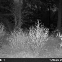 280 Acres in Tallahatchie County MS images 4
