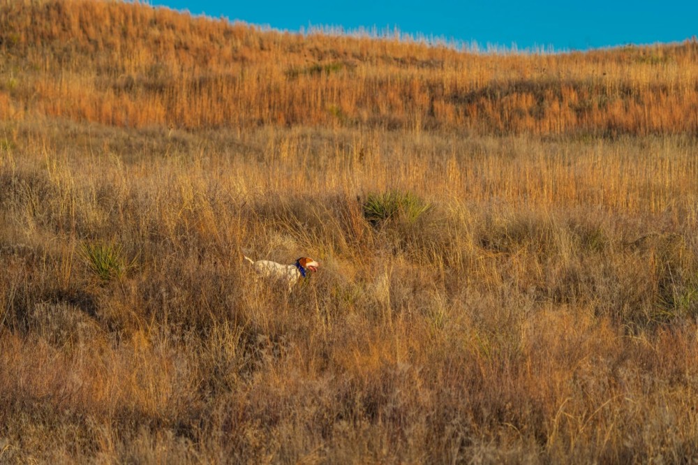 North Division MV2 Ranch featured image