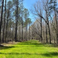 463 Acres in Calhoun County MS