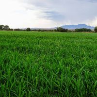 Las Nutrias Farm