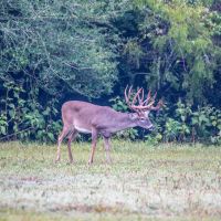 Broad Oaks Ranch images 2
