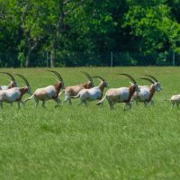 Broad Oaks Ranch images 4
