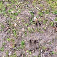 84 Acres In Vigo County Indiana images 5
