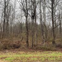 MS - Jefferson 254 acres -