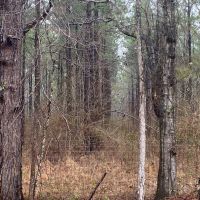 MS - Jefferson 254 acres - images 3
