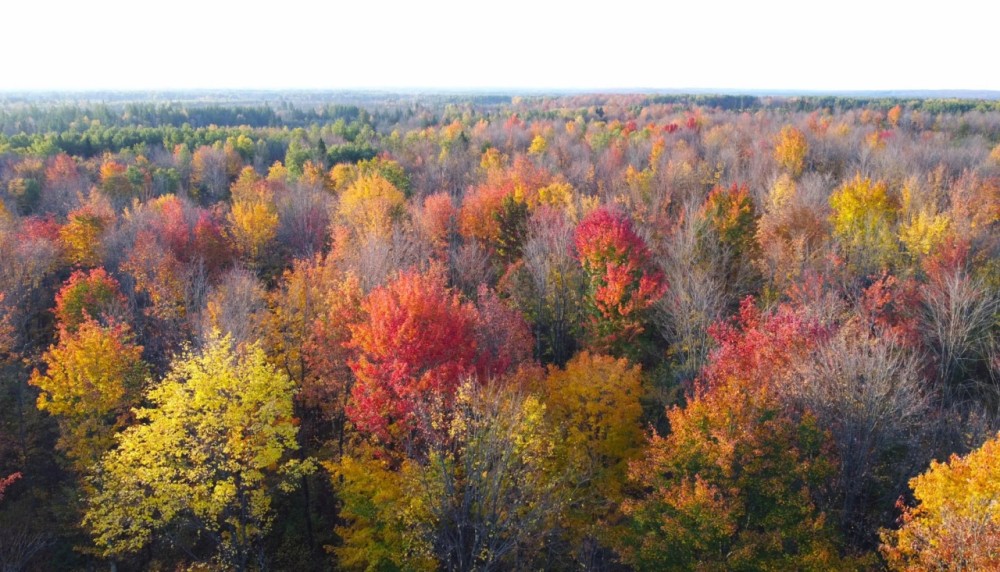 Price County Wisconsin 917 Acres For Sale featured image