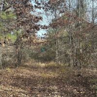 40 Acres Hunting Tract with Mixed Hardwood Located in LaSalle Parish images 4