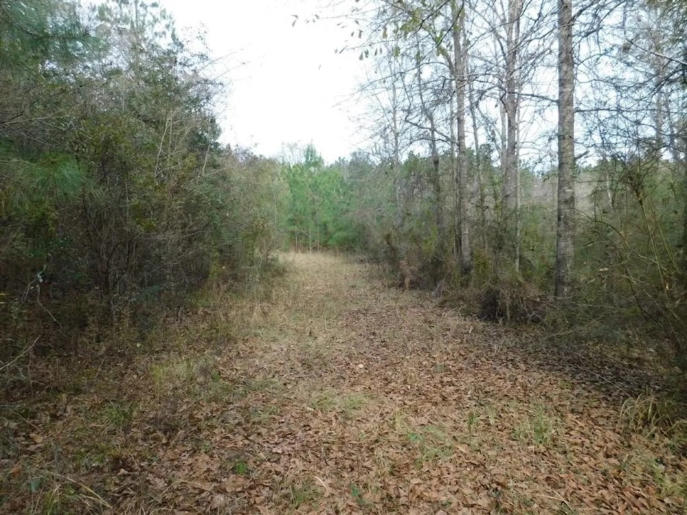 13 Acre Amite County Tract For Sale featured image