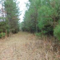 13 Acre Amite County Tract For Sale images 2