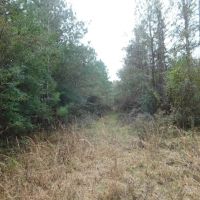 13 Acre Amite County Tract For Sale images 3