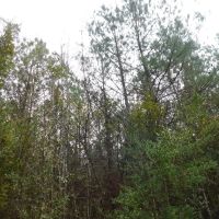 13 Acre Amite County Tract For Sale images 4