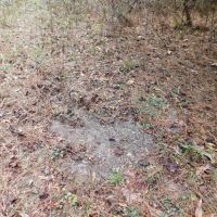 13 Acre Amite County Tract For Sale images 5